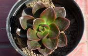 Echeveria Chroma Plant