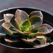 Echeveria Chroma Plant