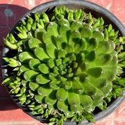 Orostachys chanetii Plant
