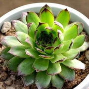Sempervivum Calcareum (Laxmi Kamal) Plant