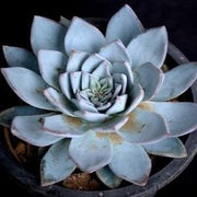 Echeveria Rolly Plant