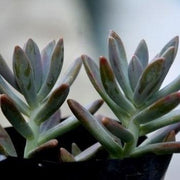 Graptosedum Darley Sunshine Plant