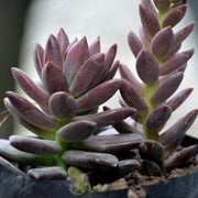 Graptosedum Alpenglow
