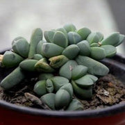 Corpuscularia lehmannii Plant