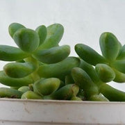 Sedum Allantoides Plant
