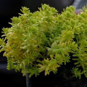 Yellow Lemon Grass Plant