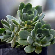 Aeonium ‘Sunburst' Plant
