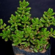 Sedum rubrotinctum Plant