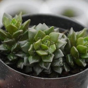 Anacampseros rufescens Plant