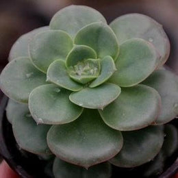 Echeveria Green Lotus Plant