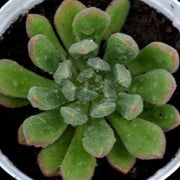 Sempervivum ‘Green' Plant