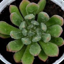 Sempervivum ‘Green' Plant