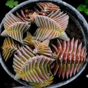 Crassula Star Plant