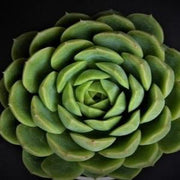 Echeveria 'Dondo' Plant