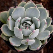 Echeveria 'Tippy' Plant