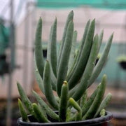 Senecio Serpens (Thick) Plant