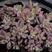 Red Shaded Sedum Plant