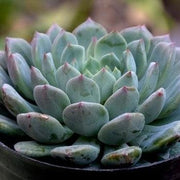 Echeveria Azulita Plant
