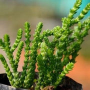 Crassula muscosa Plant
