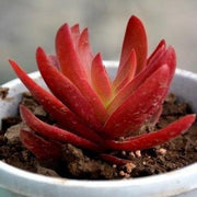 Crassula Campfire Plant