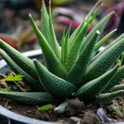 Haworthia attenuata Plant