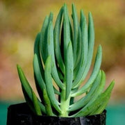 Senecio Serpens (Dwarf Green Chalksticks) Plant