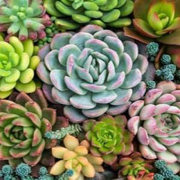 Combo of 15 Plants - Nainileaf