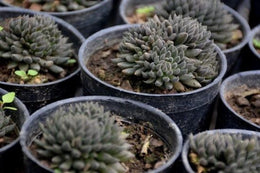 Sinocrassula Yunnanensis Plant