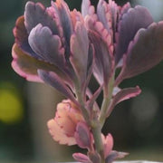 Kalanchoe fedtschenkoi Plant