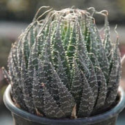 Rattle snake Tale Plant