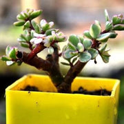 Portulacaria Afra-Varigated Elephant bush Plant