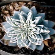 Echeveria Blue Bird Plant