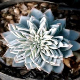 Echeveria Blue Bird Plant