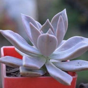 Graptopetalum Paraguayense Plant