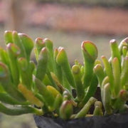 Crassula Ovata ( Gollum ) Plant