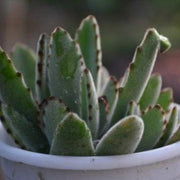 Kalanchoe Tomentosa - Panda Plant