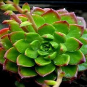 succulent letizia Sedeveria Letizia Succulent Plant – Nainileaf