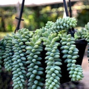 Sedum Burrito- (Burro's Tail) Donkey Tail Plant