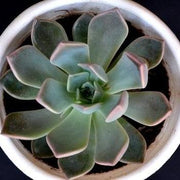 Echeveria Blue Fairy Plant