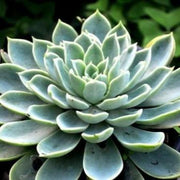 Echeveria Blue Atoll Plant