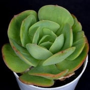 Echeveria Pallida Plant