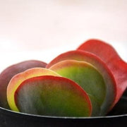 Kalanchoe thyrsiflora Plant