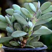 Senecio Crassissimus Plant