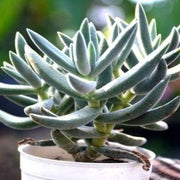 Crassula Surprise Party Plant