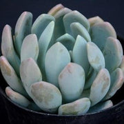 Pachyveria Scheideckeri Plant- Globe