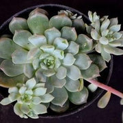 Echeveria Minima Plant