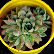 Echeveria Elegans Plant