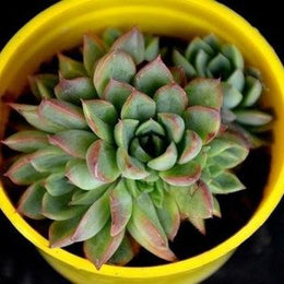 Echeveria Elegans Plant