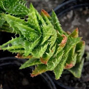 Aloe Juvenna Plant -Tiger tooth