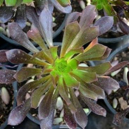 Aeonium Arboreum